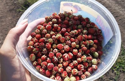 Сезонные ягоды появились в продаже в Каргате