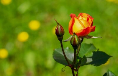 Члены женсовета Каргатского района намерены возродить клумбу из роз на территории храма