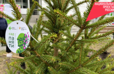 95 деревьев высадили в Новосибирской области в память о медработниках времён Великой Отечественной войны