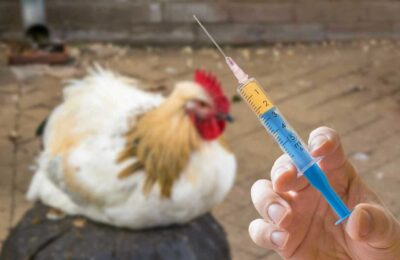 Вакцинация птицы от гриппа продолжается в Каргатском районе