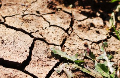 Как спасти огород от засухи?