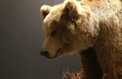 В Новосибирской области объявлена охота на медведей