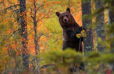 Следы медведя обнаружили грибники рядом с Кудряшовским бором