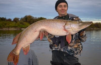 Рыбак из Новосибирской области поймал гигантскую щуку