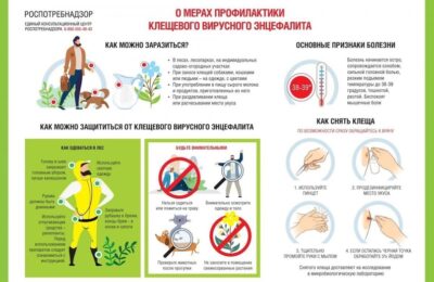 В Новосибирской области зафиксированы случаи укуса клещей