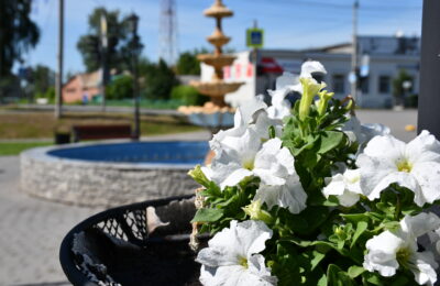 В Каргате рвут цветы на городских клумбах