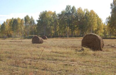 Сельхозпредприятия Каргатского района успели запастись сеном для крупнорогатого скота