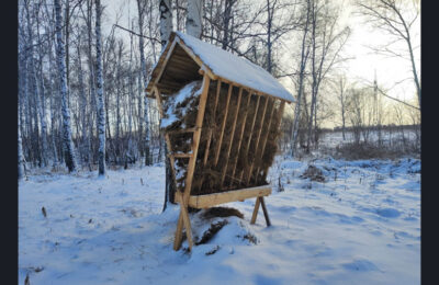 В Новосибирской области заготовили более 50 тысяч веников для диких животных