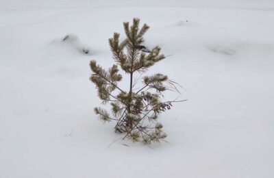 Весна будет стремительной в Новосибирской области