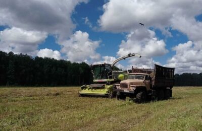 В хозяйствах Каргатского района идёт заготовка кормов