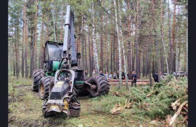 Заготовку древесины увеличили в Новосибирской области
