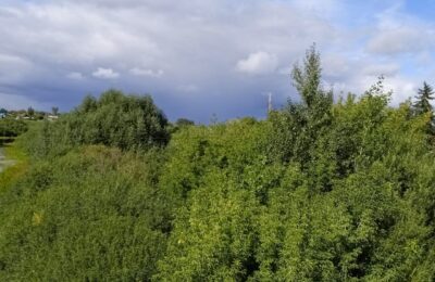 В регионе начался сезон охоты на медведя