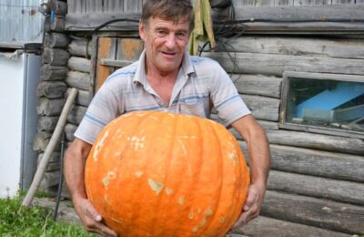 Житель Каргата вырастил тыкву весом более 50 килограммов