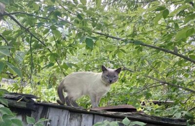 В Каргатском районе отловят кошек