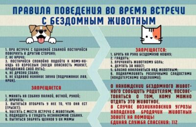 В нашем регионе продолжает действовать система приёма сообщений от граждан о безнадзорных животных