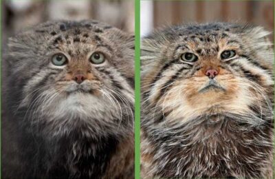 В Новосибирском зоопарке умерли манулы-старейшины