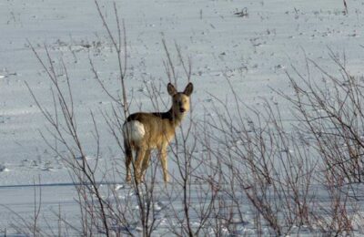 В Каргатском районе часто видят диких косуль