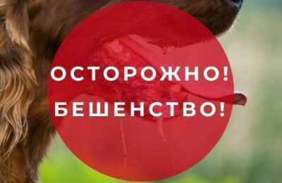 В Каргатском районе объявлен карантин по бешенству