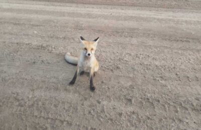 В деревне Озёрки 6-е Алабугинского сельсовета введён карантин по бешенству