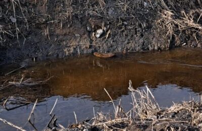 В Каргате в придорожной канаве поселилась ондатра