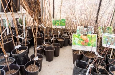 Правила покупки саженцев напомнили новосибирцам перед стартом дачного сезона
